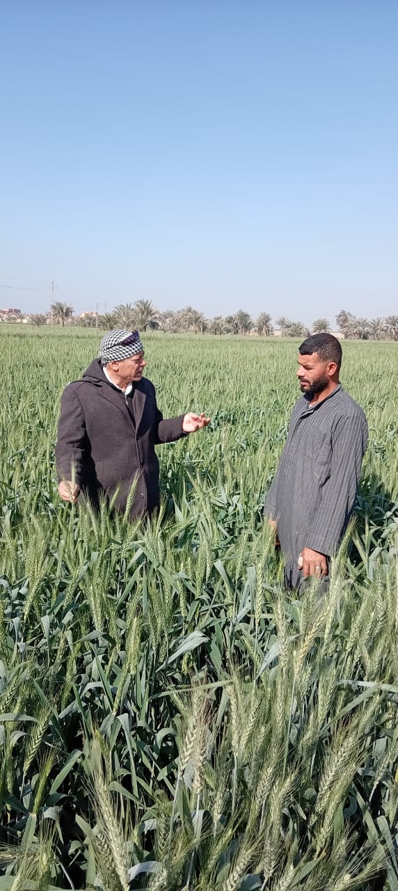 متابعة ميدانية مكثفة لحقول القمح بطامية وتوصيات هامة للمزارعين خلال مرحلة طرد السنابل<br>&nbsp;