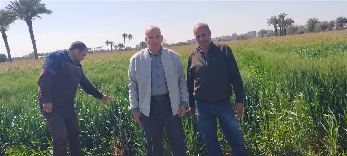 ضمن جهود ترشيد مياه الري.. متابعة حقول القمح المنزرعة على مصاطب بالفيوم