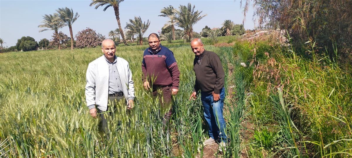 ضمن جهود ترشيد مياه الري.. متابعة حقول القمح المنزرعة على مصاطب بالفيوم