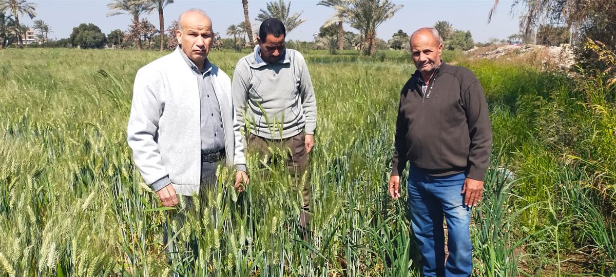 ضمن جهود ترشيد مياه الري.. متابعة حقول القمح المنزرعة على مصاطب بالفيوم