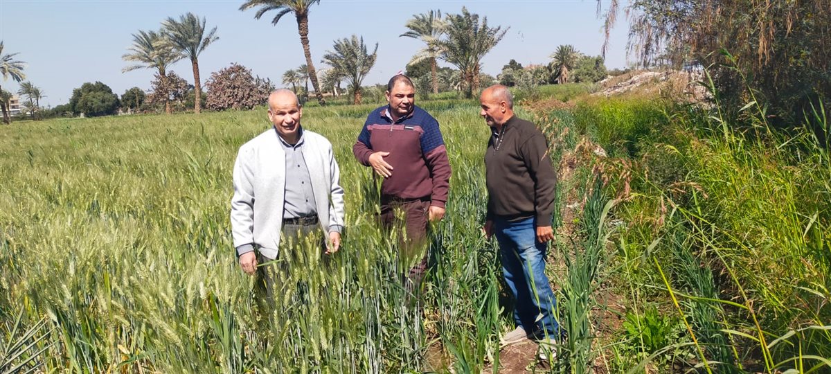 ضمن جهود ترشيد مياه الري.. متابعة حقول القمح المنزرعة على مصاطب بالفيوم