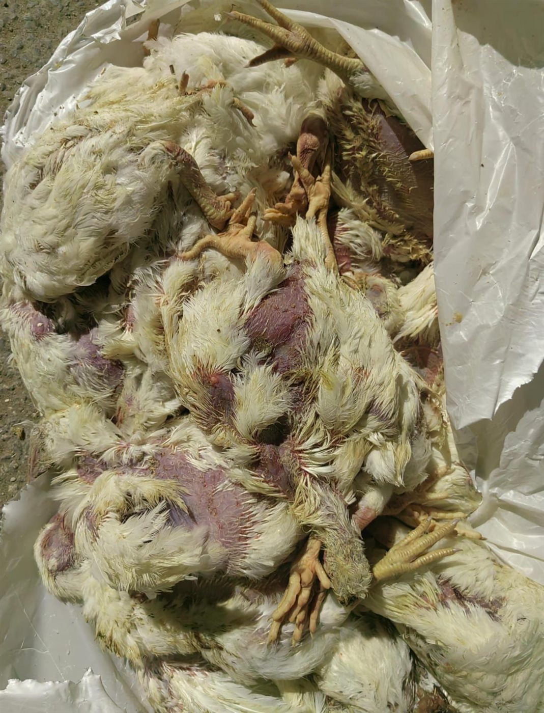 مديرية تموين الفيوم ضبط 10 طن من الفراخ النافقه وغير صالحه للأستهلاك الآدمي&nbsp;