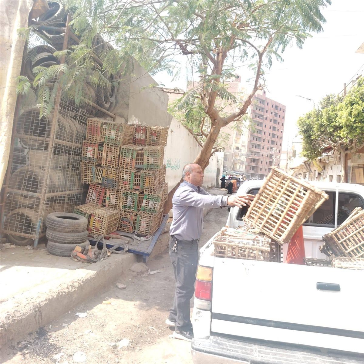 حملات موسعة لرفع الإشغالات بحي جنوب وغرب والوحدة المحلية بدسيا