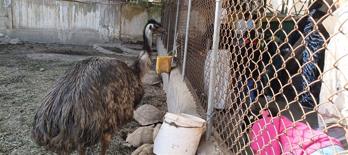 إقبال كبير على حديقة الحيوان بالفيوم.. و