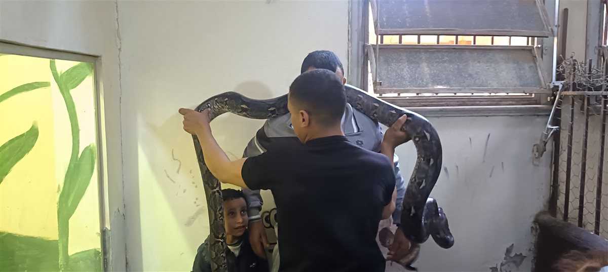 بيت الزواحف.. الكبار والأطفال يتصارعوا على التقاط الصور التذكارية مع ثعبان الاناكوندا بحديقة حيوان الفيوم
