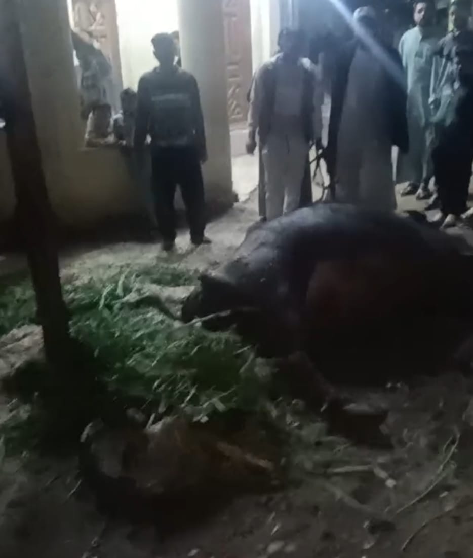كانت مصدر رزقه الوحيد … نفوق جاموسة صعقا بالكهرباء بقرية قصر الجبالي في الفيوم