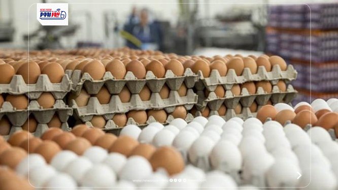 سعر كيلو الفراخ البيضاء اليوم