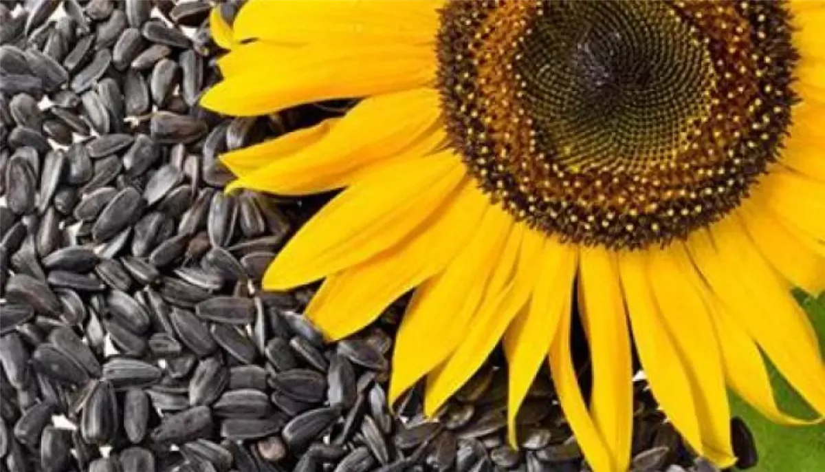 بذور دوار الشمس