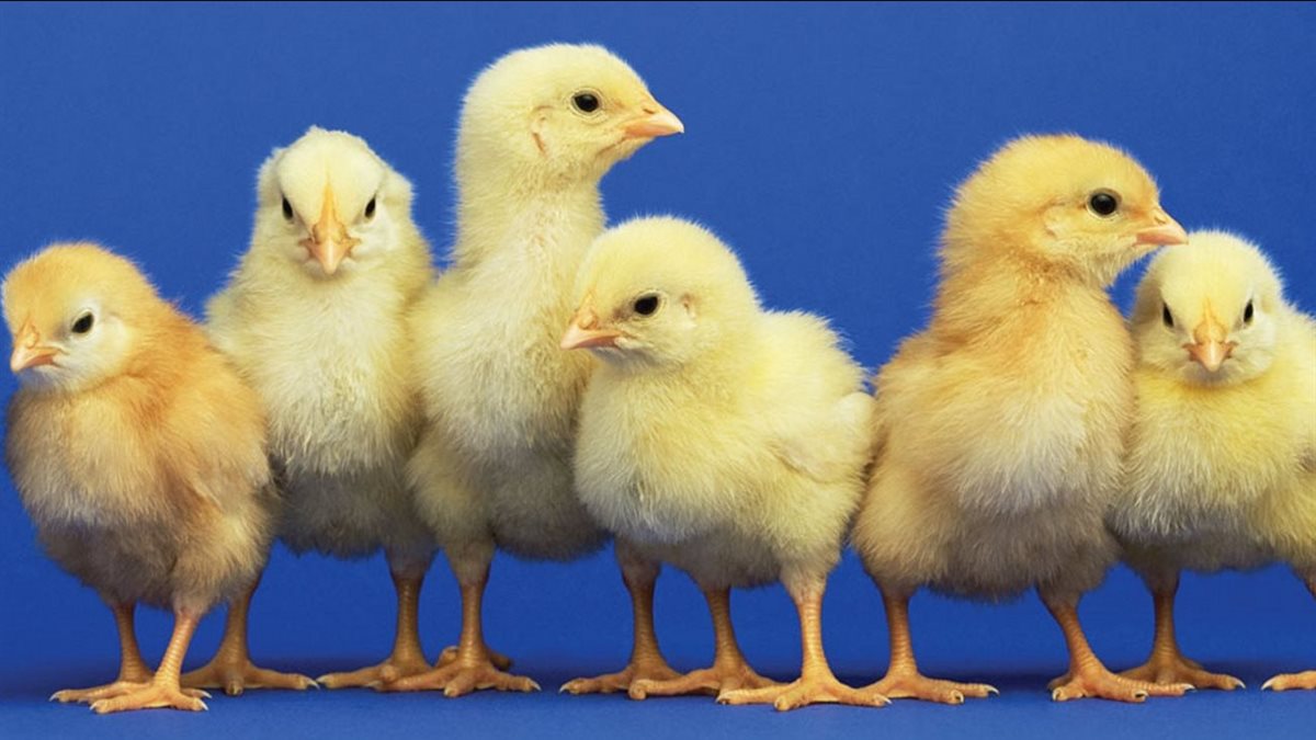 أسعار الكتاكيت اليوم&nbsp;