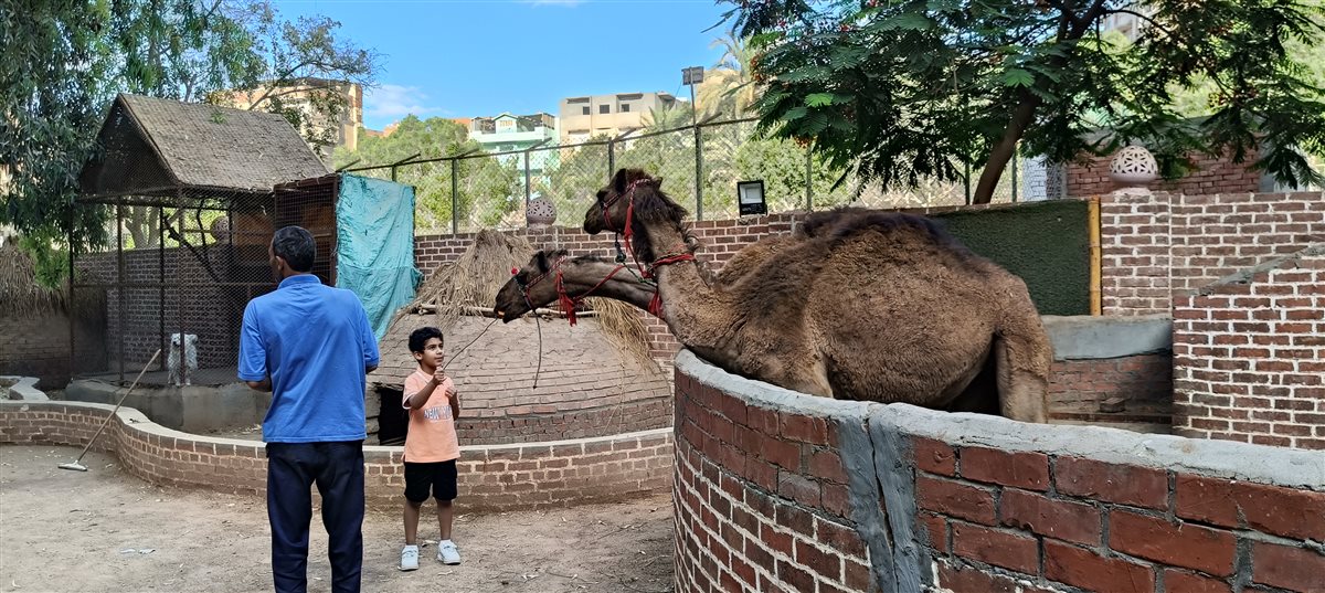بسبب الحر..إقبال ضعيف من المواطنين على حديقة حيوان الفيوم.. في ثاني أيام العيد