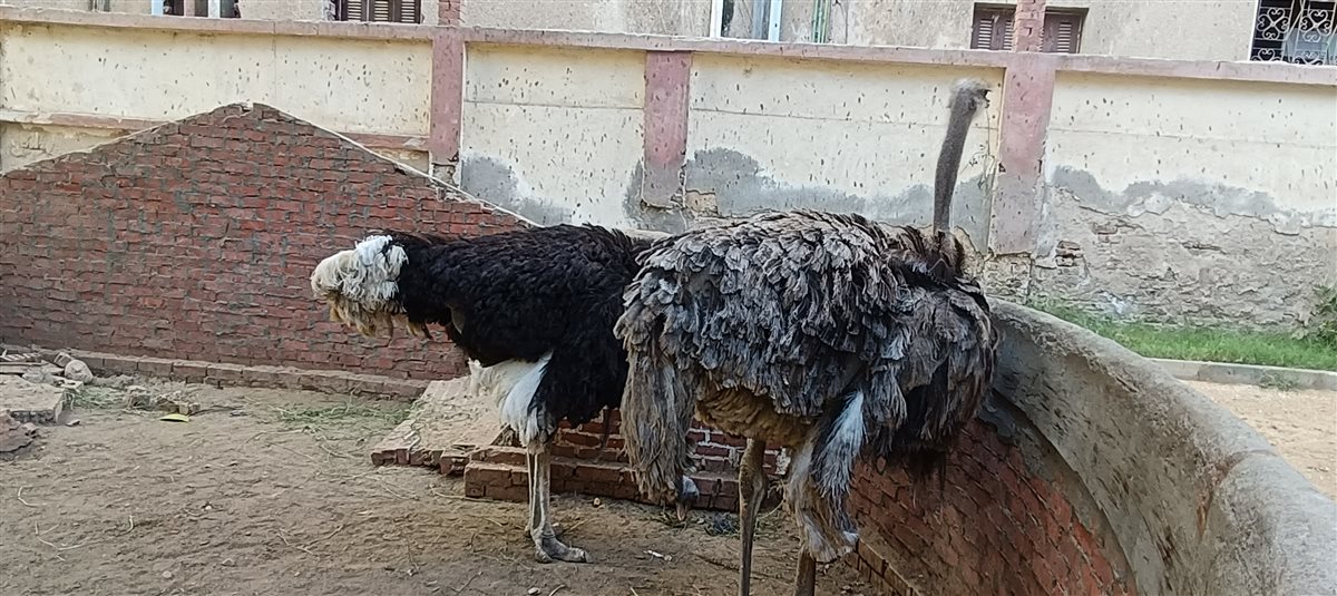 بسبب الحر..إقبال ضعيف من المواطنين على حديقة حيوان الفيوم.. في ثاني أيام العيد