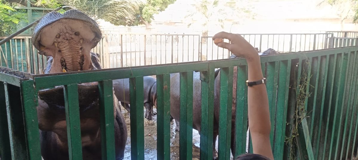 الكبار والصغار واقفين حواليه..“سيد قشطة” وصفارته يلفتان الأنظار في حديقة حيوان الفيوم