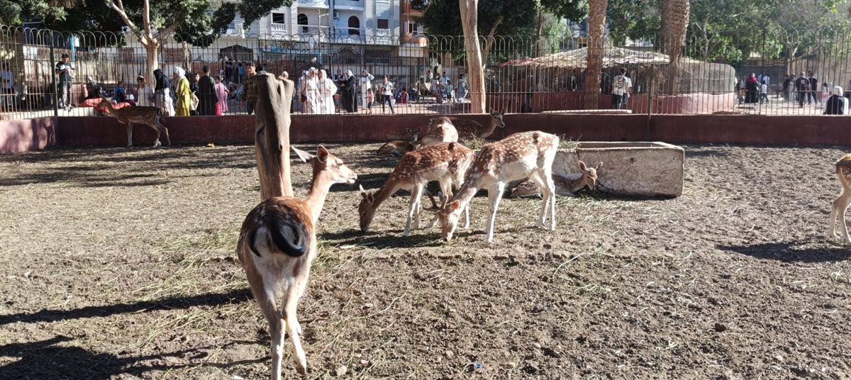 حديقة حيوان الفيوم تشهد ولادة غزالين في عيد الأضحى المبارك