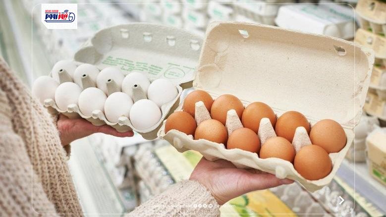 سعر كرتونة البيض اليوم