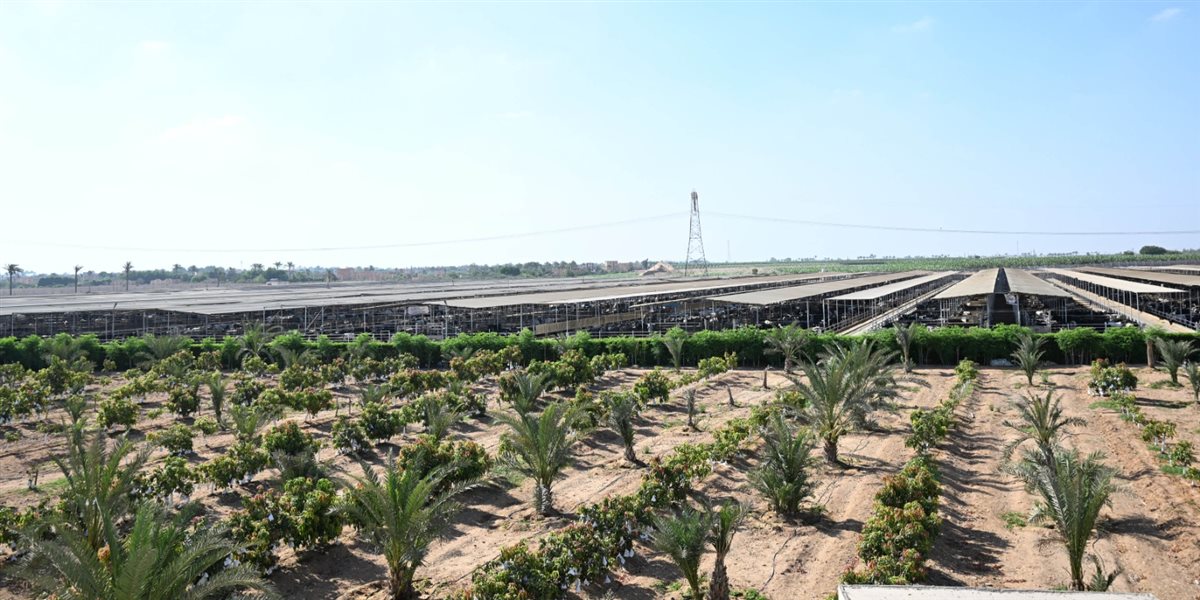 مشروعات الإنتاج الزراعي والحيواني