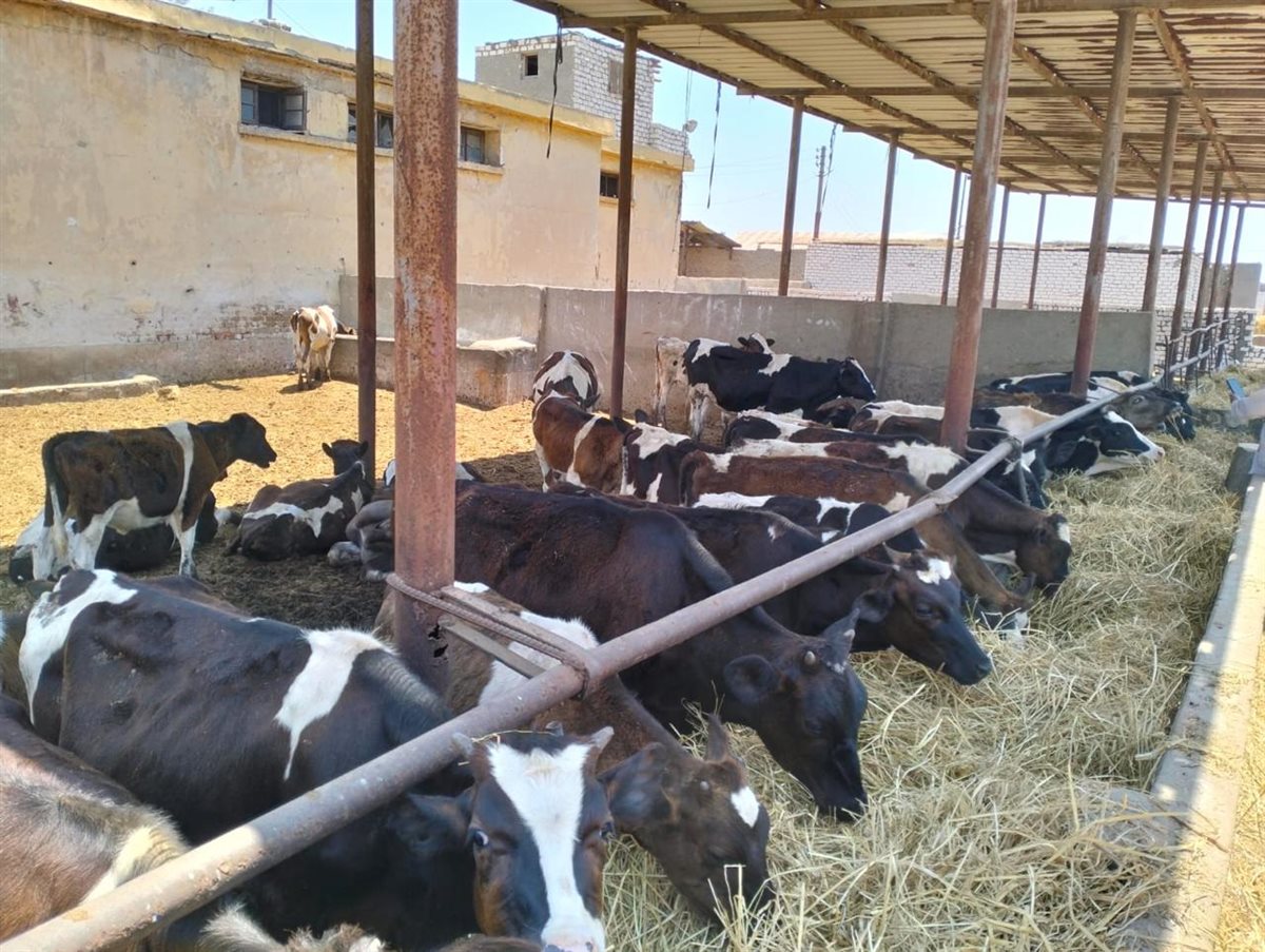 الزراعة