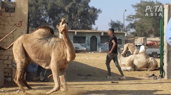 صورة منقولة عن موقع بيتا