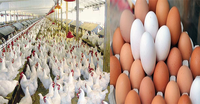 أسعار الدواجن والبيض