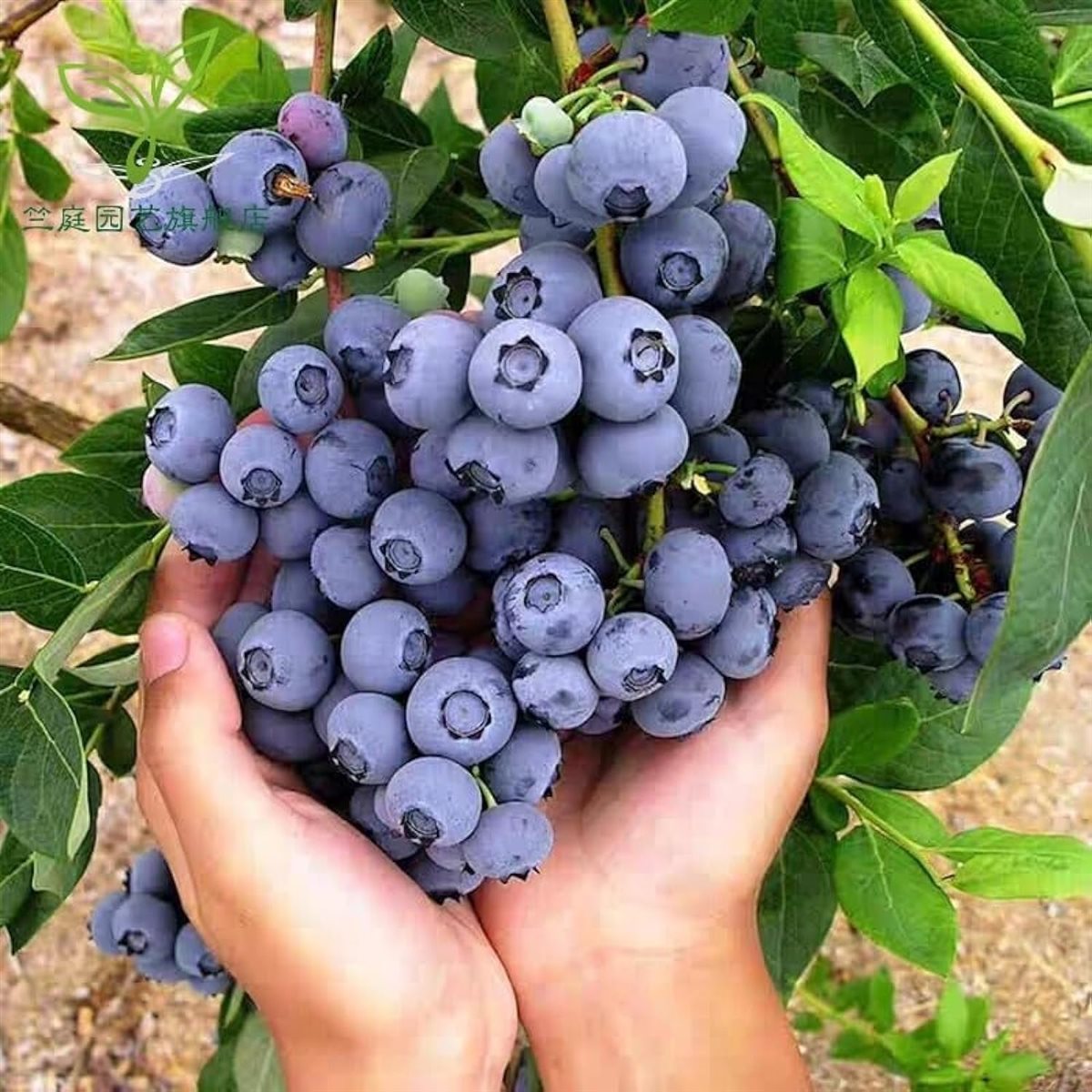 التوت