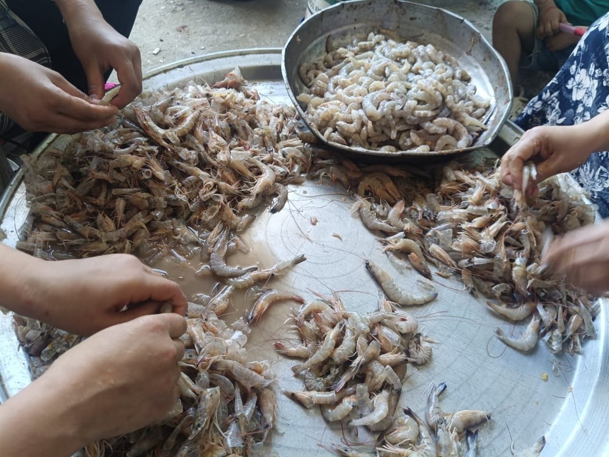 قشر الجمبرى مصدر رزق السيدات شكشوك بالفيوم