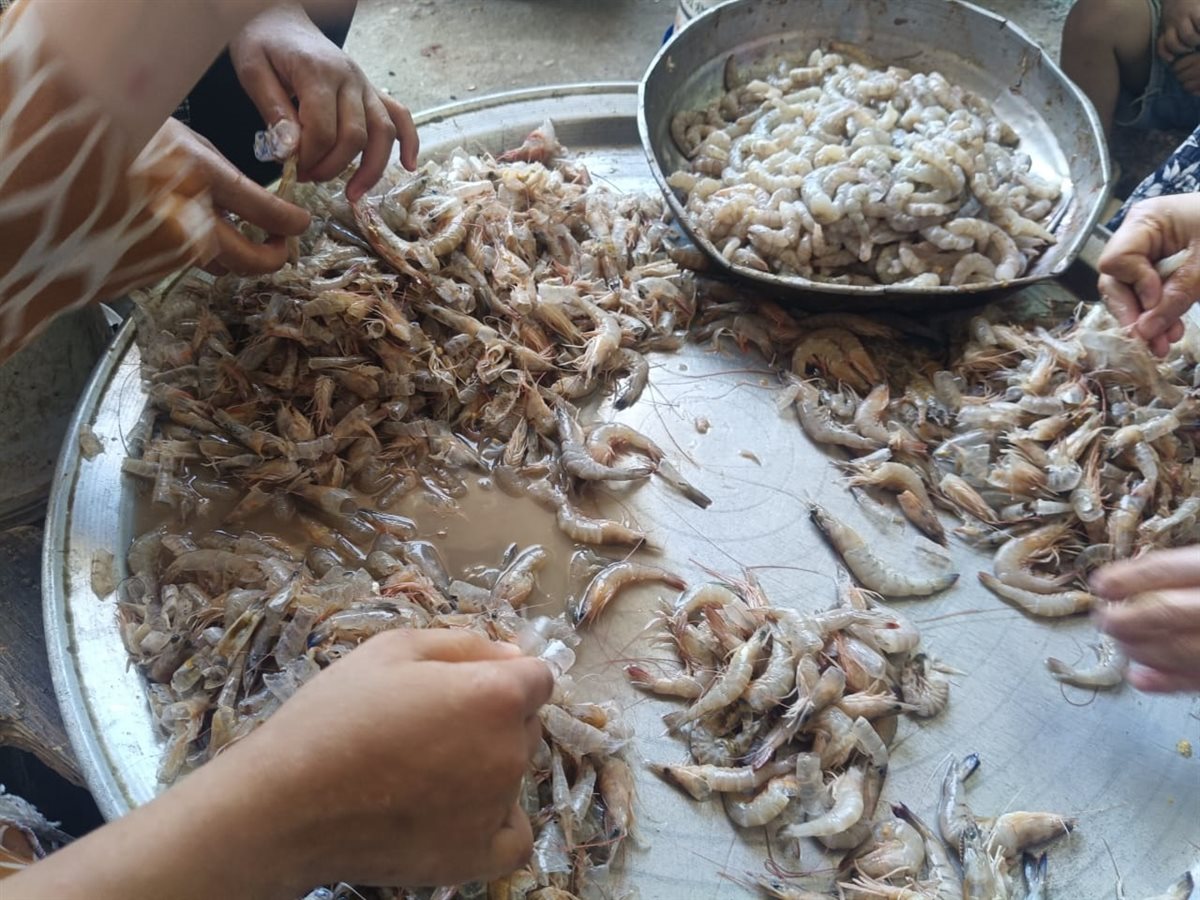 قشر الجمبرى مصدر رزق السيدات شكشوك بالفيوم