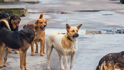 مشاجرة بين سيدة وحارس عقار لإطعامها الكلاب الضاله بالشارع في النزهة 