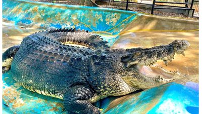 بحوزته تمساح بدون ترخيص.. الأمن يتحفظ على مدرب الأسود محمد الحلو