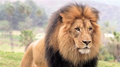 بعد وفاة حارس في حديقة الحيوان.. تعرف على أخطر الأسود في العالم