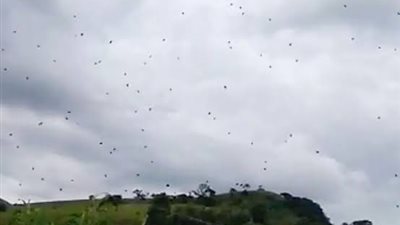 لحظة رعب.. السماء تمطر عناكب في البرازيل.. ما القصة؟