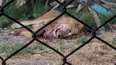 أهالى الفيوم يؤدون صلاة الجنازة على حارس بحديقة الحيوان افترسه الأسد|صور