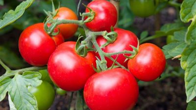 حسين أبو صدام: تراجع أسعار الطماطم يبدأ نهاية أكتوبر الجاري