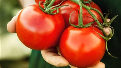 نقيب الفلاحين: المزراعين السبب في انخفاض أسعار الطماطم