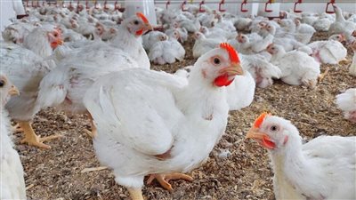 شعبة الدواجن: الأسعار ستعود لمعدلاتها الطبيعية بين منتصف رمضان