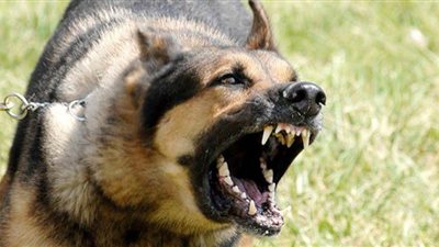 كلب يتسبب في مشاجرة داخل ترام سيدي جابر بالإسكندرية