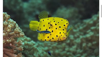 أغرب أنواع الأسماك في العالم... مخلوقات بحرية تستحق التأمل 