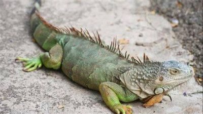 تسببت فى حالة من الرعب ..مجدى علام  يشرح أسباب ظهور الإيجوانا فى بورسعيد 