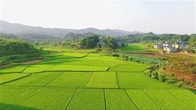 أستاذ مناخ: توسع المسطحات الخضراء ضروري لزيادة تعداد عدد السكان 