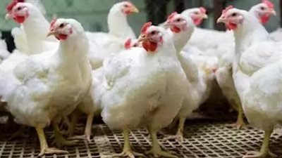 90 جنيها في المزرعة.. شعبة الدواجن: سعر كرتونة البيض تراجع 45%