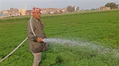 حيلة جديدة بسبب قلة الأمطار..  فلاحو كفر الشيخ يلجؤون إلى طريقة غريبة لري الكمون