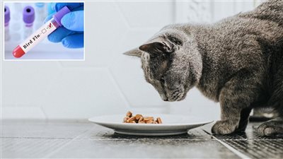 استدعاء عاجل لطعام القطط الملوث بإنفلونزا الطيور: خطر على أصحاب الحيوانات الأليفة