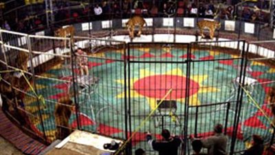 إحالة 4 موظفين للمحاكمة التأديبية بتهمة استغلال السيرك القومي لذبح الحمير