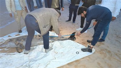 العثور على دولفين نافق ونقله لتحنيطه بمعهد علوم البحار والمصايد بالسويس