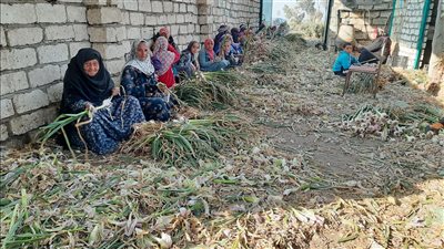 من المنيا لـ أوروبا..قصة نجاح قرية في زراعة وتصدير الثوم | صور