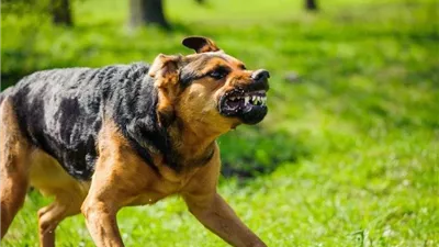 هجمات الكلاب الضالة تتصاعد.. متى ينتهي كابوس 