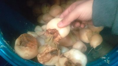 قبل طرحها للجمهور و تداولها بالأسواق.. ضبط 10 أطنان مخلل فاسدة بسوهاج 