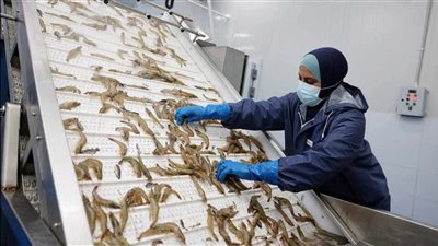 رئيس هيئة قناة السويس يشهد التشغيل التجريبي لمصنع تعبئة وتغليف الأسماك والجمبري بشركة الاستزراع المائي