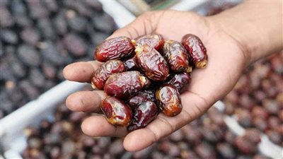 مصر أكبر منتج للتمور على مستوى العالم بإجمالي إنتاج 1.87 مليون طن 