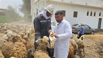  الخدمات البيطرية: فحص وعلاج مجاني لـ 19 ألف رأس ماشية و3000 طائر