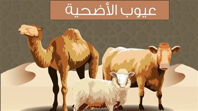 الأزهر يحدد شروط الأضحية ويحذر من 4 عيوب تُفقدها صحتها الشرعية