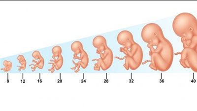 مراحل نمو الجنين: من الخلايا إلى الحياة                                     